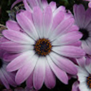 Meet your Posher, Jane